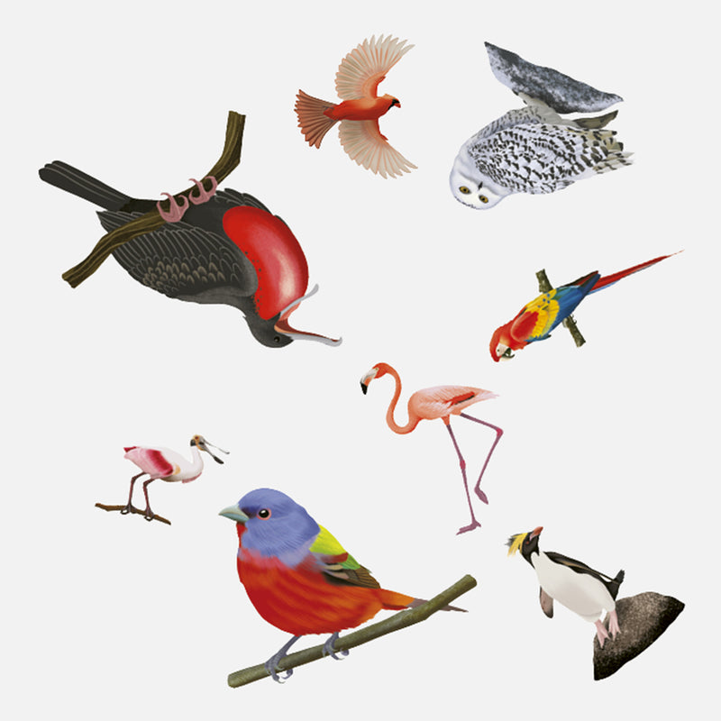 Bird Spotter Game